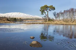 Argyll: Scots Pine - old pine at Loch Tulla - Argyll