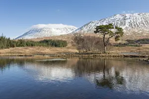 Argyll: Scots Pine - old pine at Loch Tulla - Argyll