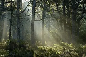 Flooded: Scots pine (Pinus sylvestris) forest. Black Isle