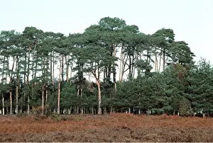 Scots: SCOTS PINE PLANTATION - Mature and young trees