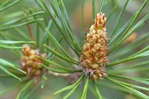 Affric: Scots Pine - pollen cones of a scots pine tree in