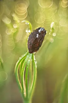 Scots: Scots Pine Seedling - Norfolk UK