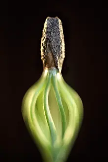 Scots: Scots Pine Seedling - Norfolk UK