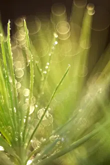 Scots: Scots Pine Seedling - Norfolk UK