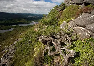 Lochs: Scots Pine - shaped by the wind