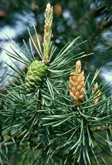 Showing: Scots Pine - showing male & female cones