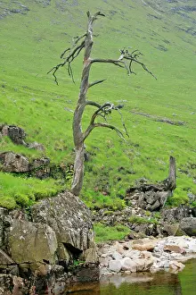 Encroachment: Scots Pine - skeleton of one single ancient specimen