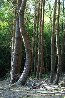 Wildilfe: Scots Pine Tree - curved into post-horn deformity