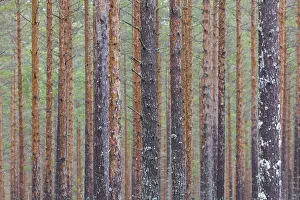 Commercial: Scots Pine - tree trunks - Dalarna, Sweden
