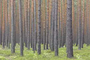 311218: Scots Pine - tree trunks - Germany