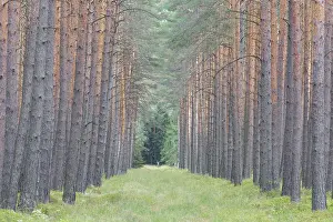 Avenues: Scots Pine - tree trunks - Germany