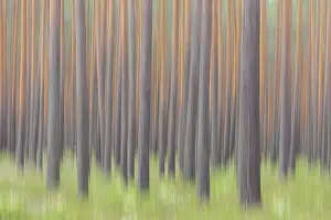 Scots: Scots Pine - tree trunks - Germany