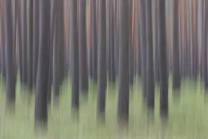 Scots: Scots Pine - tree trunks - Germany