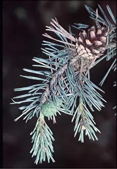 Needles: SCOTS PINE - Twigs and cones