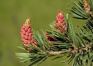 Unusually: Scots pine with unusually red male flowers