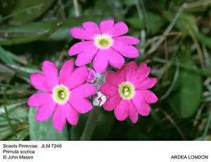 Primroses: SCOTS PRIMROSE