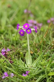 Primroses: Scots / Scottish Primrose