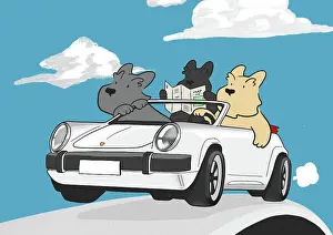 Driving: Three Scottie Dogs driving a car on a day out