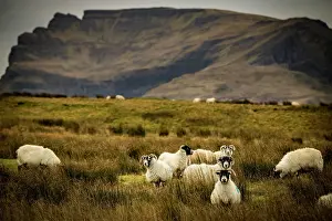 Gmelini: Scottish Blackface Domestic sheep (Ovis gmelini