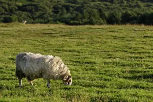 Sctoland: Scottish Blackface male grazing on field Scotland