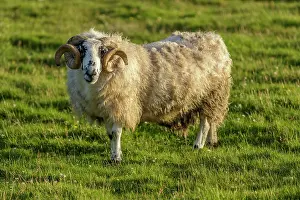 Sctoland: Scottish Blackface male grazing on field Scotland