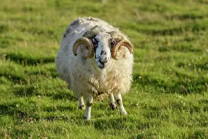 Sctoland: Scottish Blackface male grazing on field Scotland