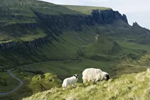 Skye: Scottish Blackface Road Quiraing Skye Scotland