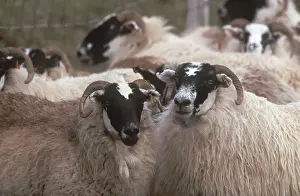 Wool: Scottish Blackface Sheep