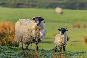 Blackface: Scottish Blackface sheep - ewe with one lamb on