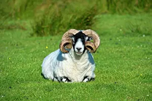 Blackface: Scottish Blackface sheep, goat, Isle of Skye, Scotland