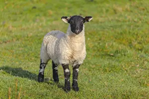 Blackface: Scottish Blackface sheep - lamb on a pasture in