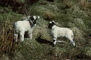 Lambs: Scottish Blackface Sheep - Lambs
