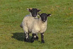 Blackface: Scottish Blackface sheep - two lambs on a pasture