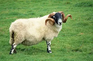 Blackface: Scottish Blackface SHEEP - ram standing