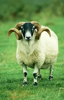 Spirals: Scottish Blackface SHEEP - ram, standing, front view