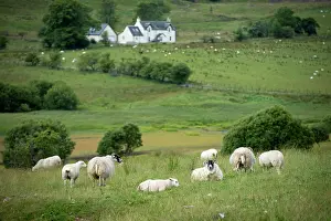 Ayrshire: Scottish countryside with flock of sheep in field