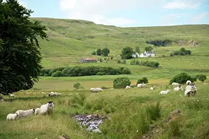 Aries: Scottish countryside with flock of sheep by stream