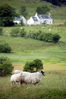 Ayrshire: Scottish countryside with pair of sheep in field