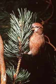 Crossbill: Scottish CROSSBILL - feeding, on pine