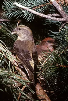 Crossbill: Scottish CROSSBILL - two, male and female