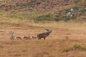 Bellow: Scottish deer (Cervus elaphus scoticus) bellowing