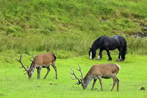 Scoticus: Scottish deer (Cervus elaphus scoticus) and grazing