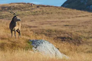 Scoticus: Scottish deer (Cervus elaphus scoticus) in the moor