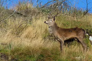 Scoticus: Scottish deer (Cervus elaphus scoticus) in the moor