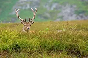 Scoticus: Scottish deer (Cervus elaphus scoticus) in the moor