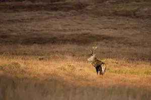 Scoticus: Scottish deer (Cervus elaphus scoticus) in the moor