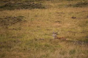 Scoticus: Scottish deer (Cervus elaphus scoticus) in the moor