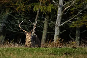 Scoticus: Scottish deer (Cervus elaphus scoticus) near the