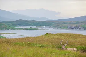 Scoticus: Scottish deer (Cervus elaphus scoticus) at rest