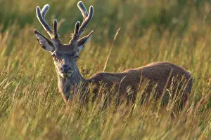 Scoticus: Scottish deer (Cervus elaphus scoticus) in tall